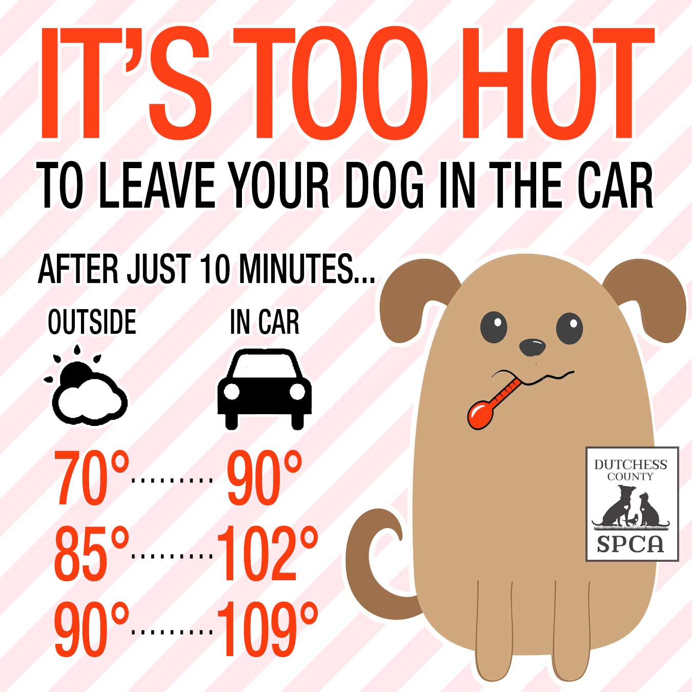 SPCA it's too hot to leave your dog in the car