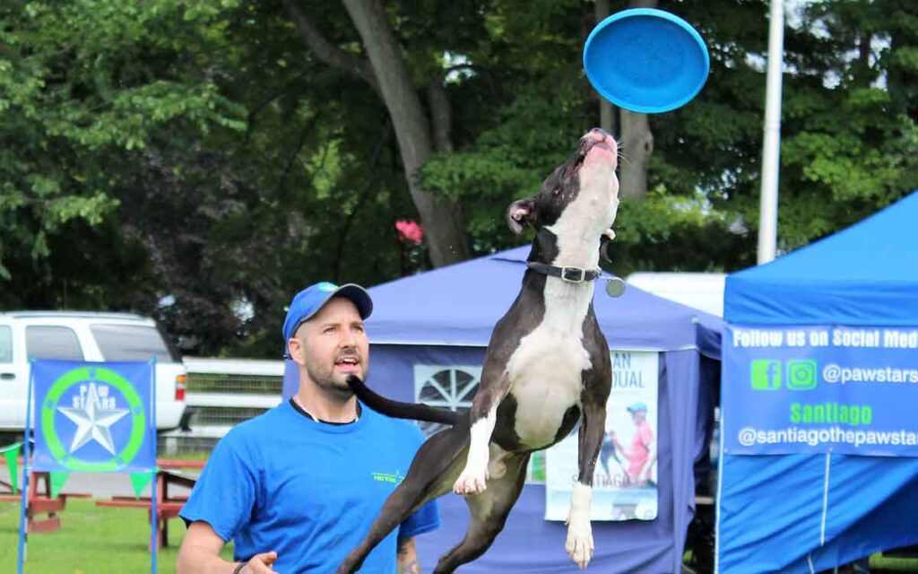 Pawstars Canine Frisbee Dogs Dutchess Fair 2023